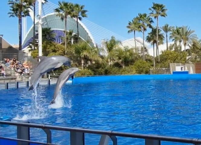 Apartment Espana - Punta Prima Orihuela Costa - Large For 6-people 85m2 And Terrace 40m2 Air Conditioning Wi-fi Living Kitchen 2 Bedrooms 2 Bathrooms 3 Swimming Pools Parking Security To The Sea 160m Only 40 Min To The Airport *